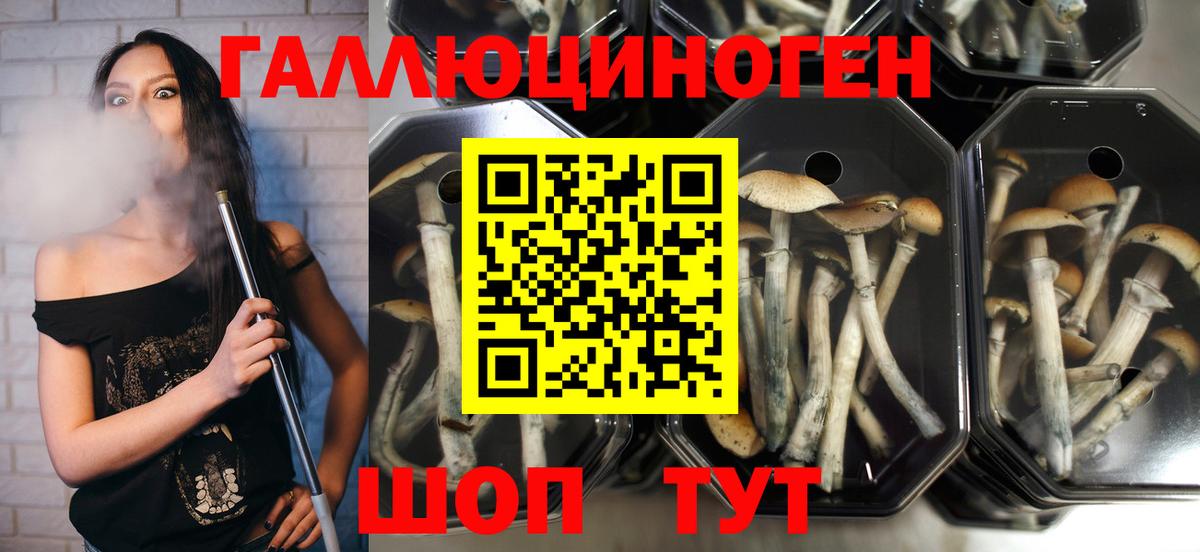Псилоцибиновые грибы Psilocybe Лабытнанги